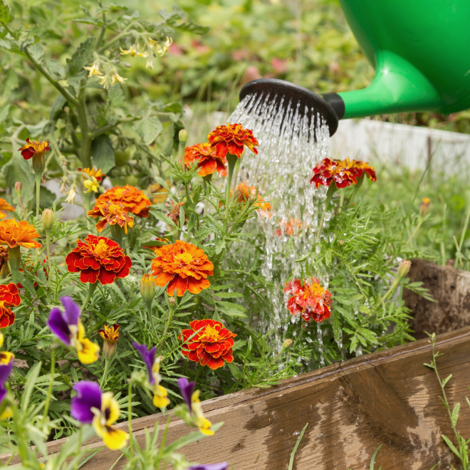 Tuinplanten water geven