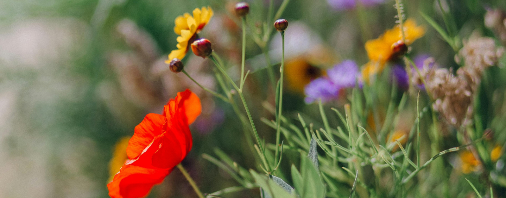 De top 5 beste borderplanten voor in de tuin