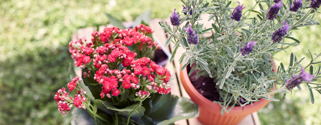 De top 5 vaste planten voor een prachtige tuin