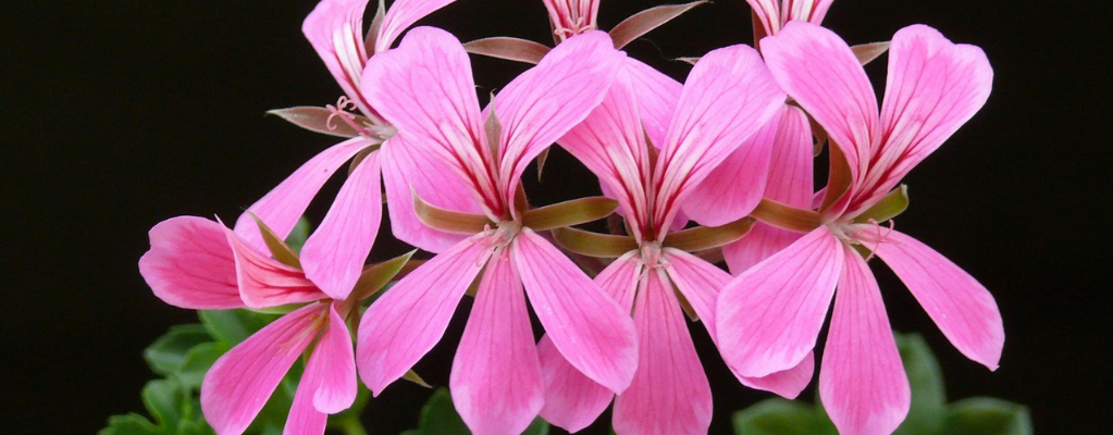 De mooiste planten die het hele jaar door bloeien voor je tuin
