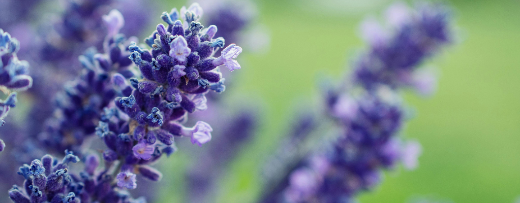 Welke planten blijven groen in de winter? Vind de perfecte wintergroene planten voor je tuin