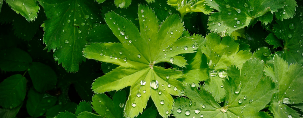 Welke planten zijn winterhard? Ontdek de toppers voor een sterke, winterklare tuin